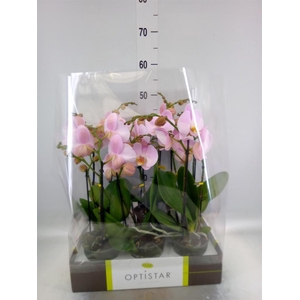 Phalaenopsis   ...