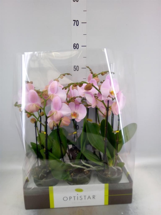 <h4>Phalaenopsis   ...</h4>