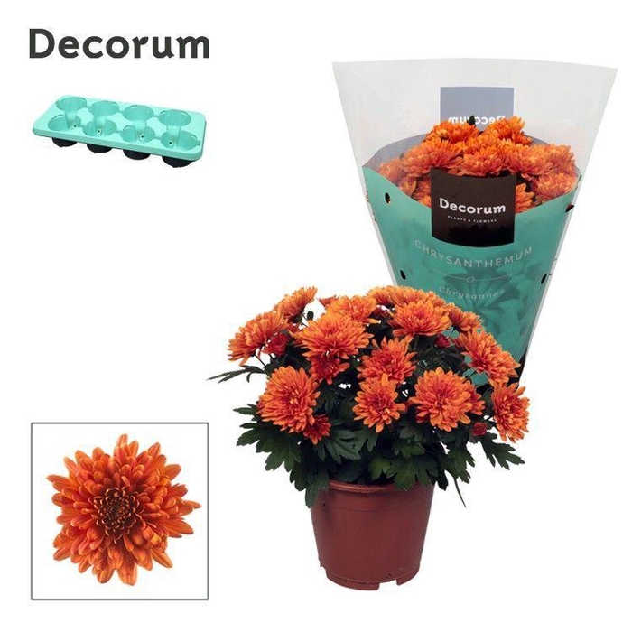 <h4>Chrysanne® Grandezza Orange</h4>
