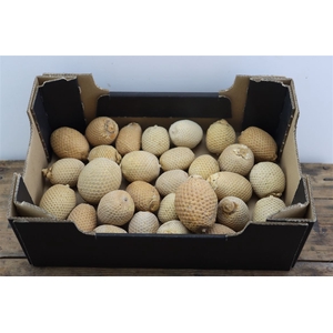 Dried Mauritia Bleached