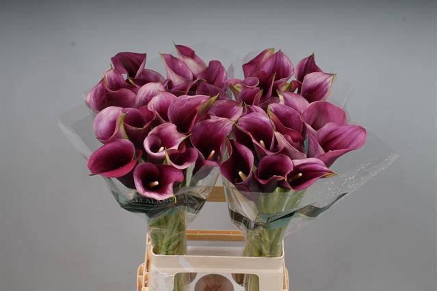 <h4>ZANT CAPT PROMISE</h4>