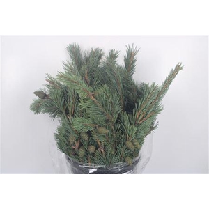 Pinus Mugo Per Bunch