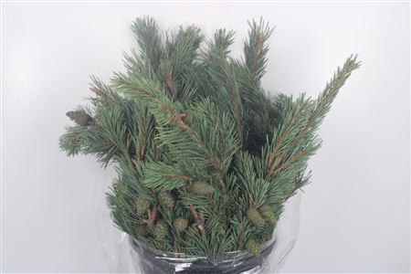 <h4>Pinus Mugo Per Bunch</h4>
