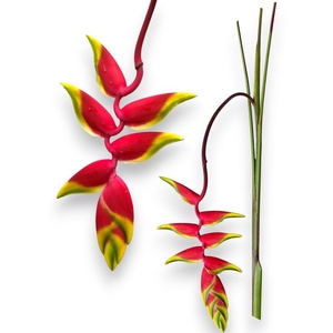 Heliconia Rostrata Large