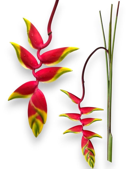 <h4>Heliconia Rostrata Large</h4>