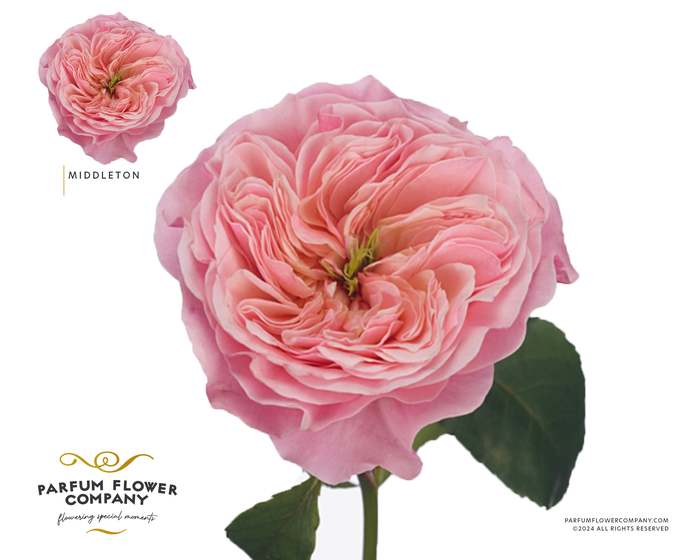 <h4>Rosa Garden Middleton</h4>