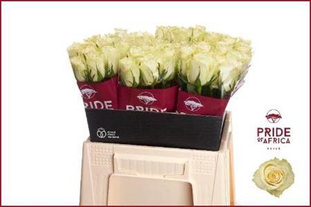 <h4>R Gr Athena</h4>