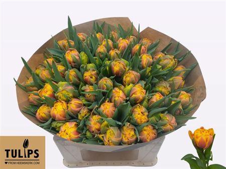 <h4>Tu Du Spain</h4>