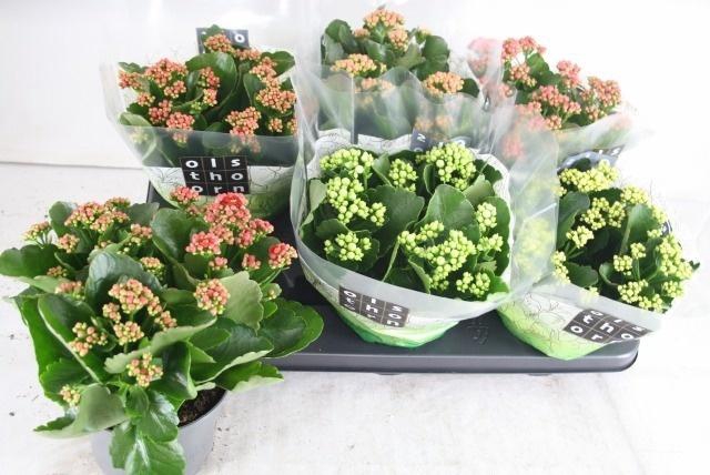 arr8 Kal Ge Gem 5 Kl