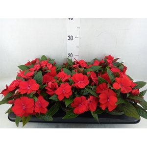 Impatiens NG 'Tamarinda Dark Red'