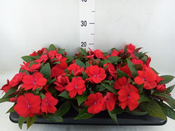 <h4>Impatiens NG 'Tamarinda Dark Red'</h4>