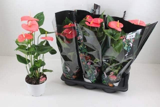 <h4>ANTHU AN GEM</h4>