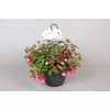Fuchsia Overig hangpot mix
