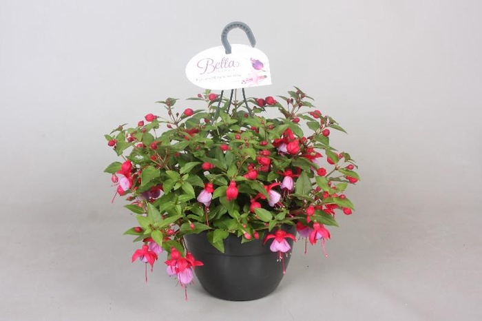 Fuchsia Overig hangpot mix