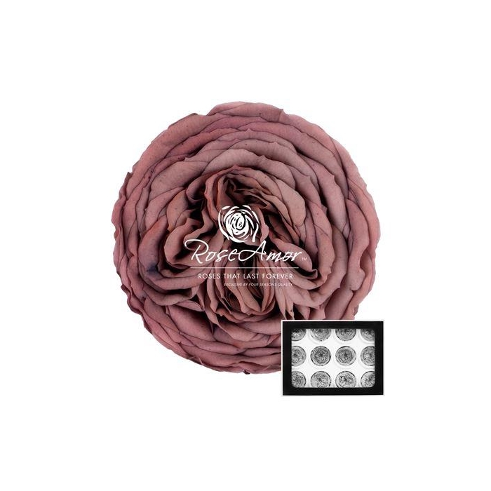 <h4>Amelia Cho89</h4>