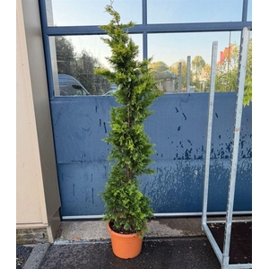 Cupressocyparis leylandii overig