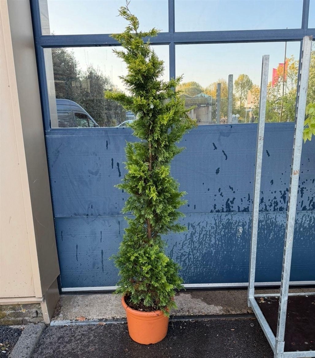 <h4>Cupressocyparis leylandii overig</h4>