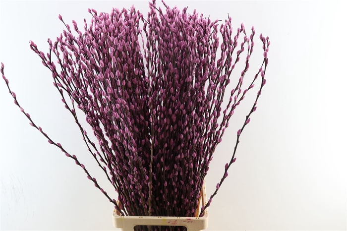 <h4>Salix Wilgenkatjes Lila 90 Cm Pst</h4>