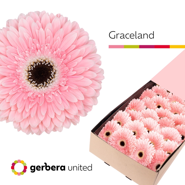 <h4>Gerbera Graceland Doos</h4>