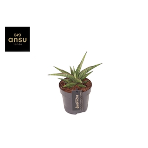 Sansevieria Comet Canoe No. 3