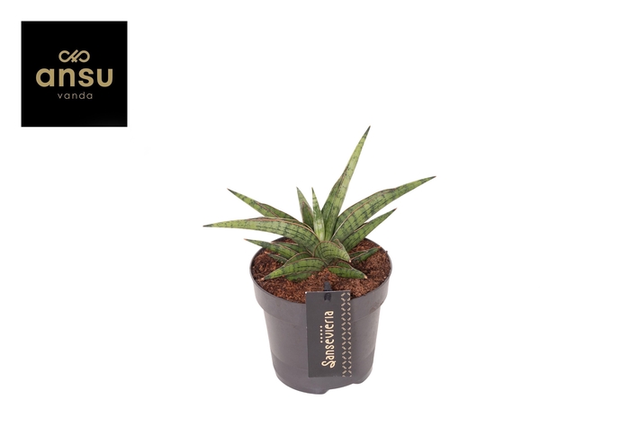 <h4>Sansevieria Comet Canoe No. 3</h4>