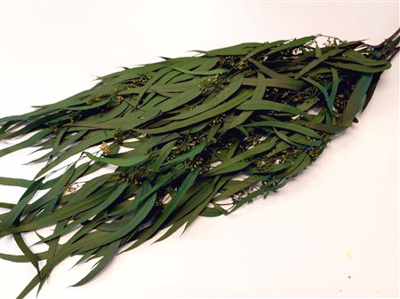 <h4>Bunch Euca Nicoly Preserved 150g</h4>