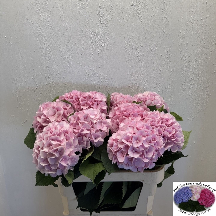 <h4>HYDR M CH VERENA</h4>