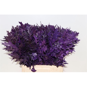 Quercus Palustris Aubergine