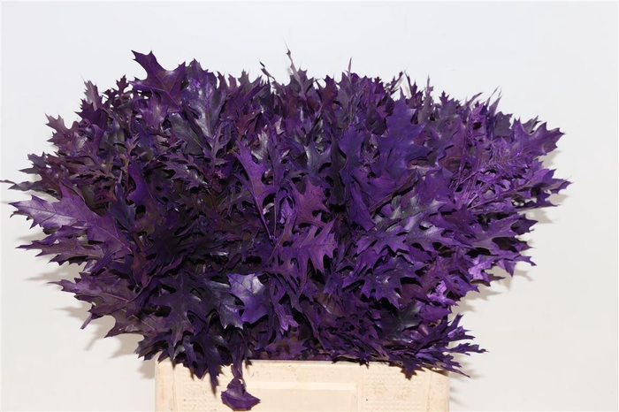 <h4>Quercus Palustris Aubergine</h4>