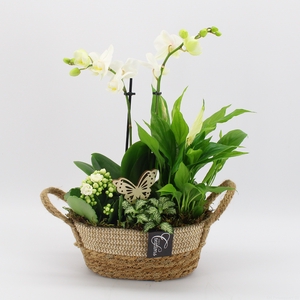 PHAL-2425W Phalaenopsis creatie