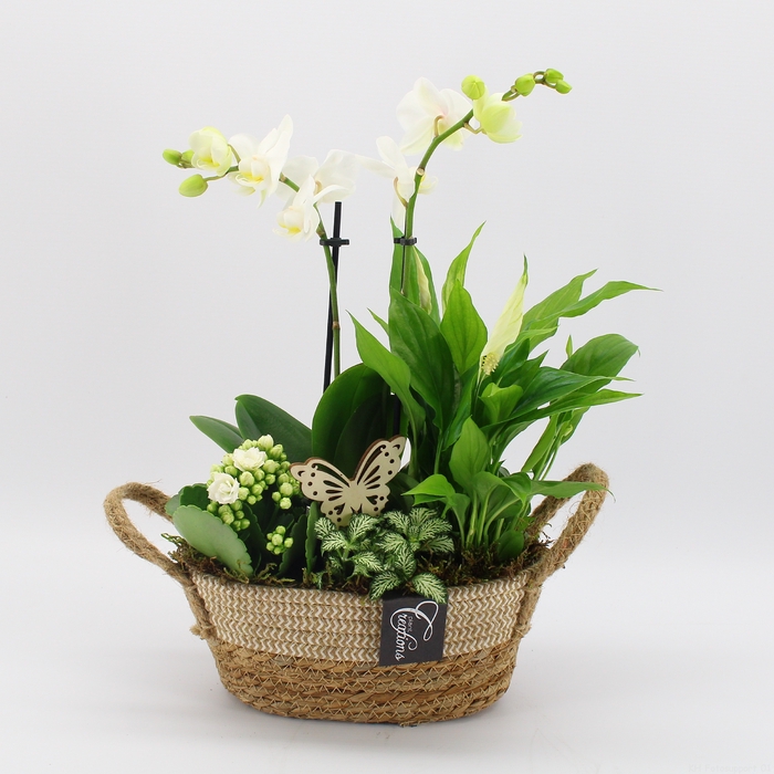 <h4>PHAL-2425W Phalaenopsis creatie</h4>