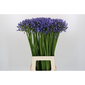 Agapanthus Swedish Blue