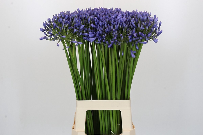 Agapanthus Swedish Blue