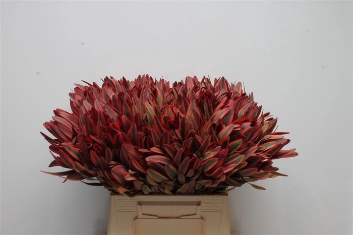 <h4>Leucad Jester 40 Cm</h4>