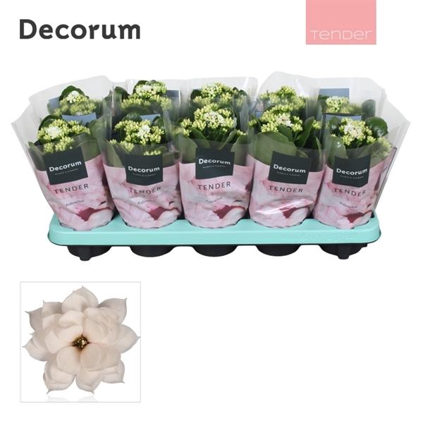 <h4>Kalanchoe blossfeldiana gevuld 'Serenity Silk'</h4>
