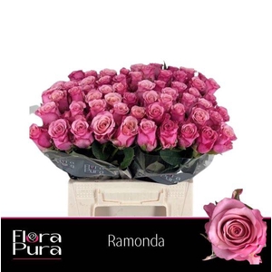 R GR RAMONDA