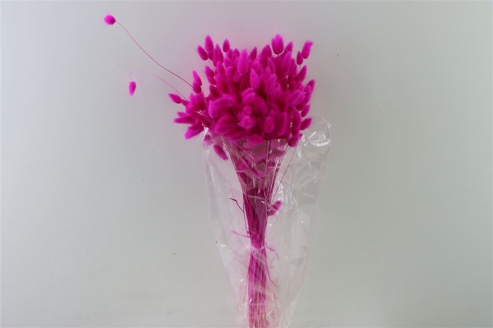 <h4>Dried Lagurus Fuchsia Bunch Slv</h4>