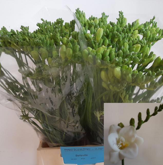 <h4>FR DU BELLEVILLE</h4>