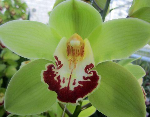 <h4>CYMB T MACHTELD x10.</h4>