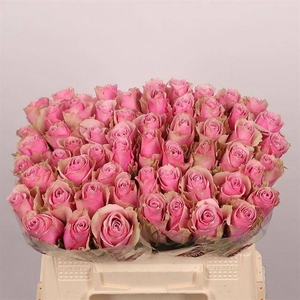 R Gr Athena Royale Extra Tima