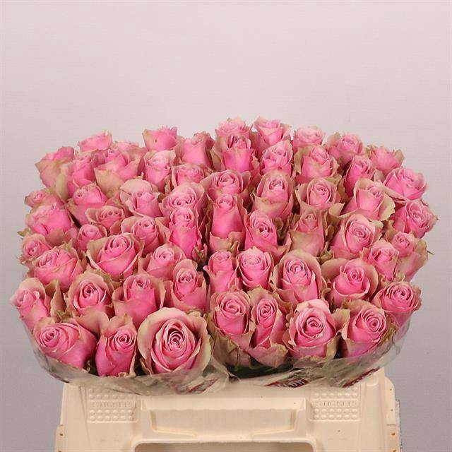 <h4>R Gr Athena Royale Extra Tima</h4>