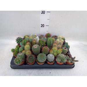 Cactus   ...mix