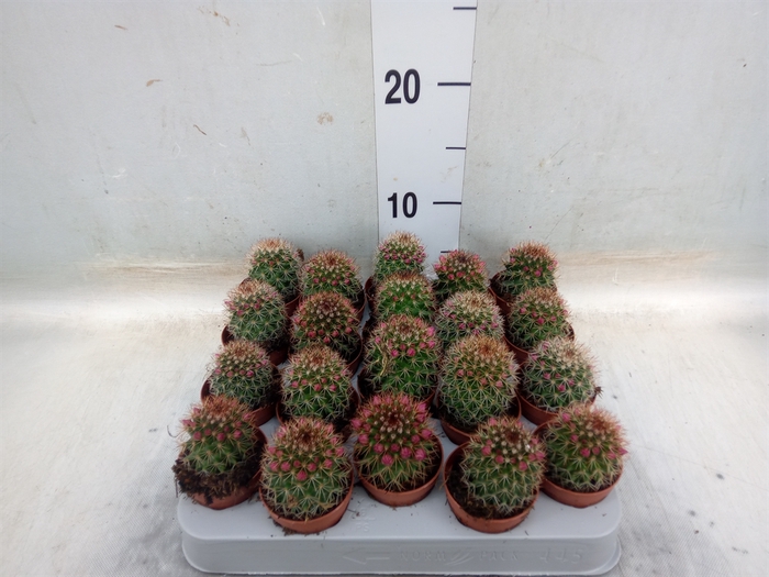 Mammillaria ernestii