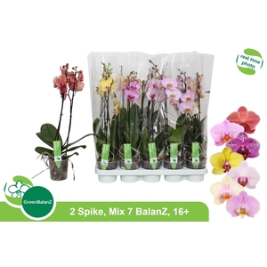 PHAL GEM 7 KL