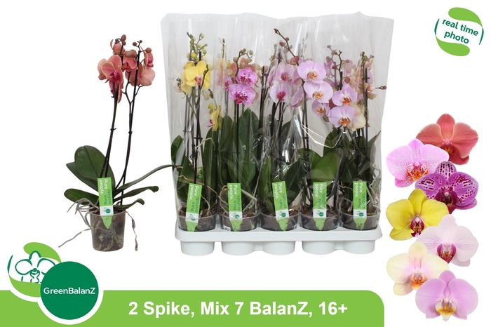 <h4>PHAL GEM 7 KL</h4>