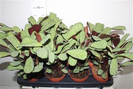 <h4>Ctenanthe Amagris</h4>