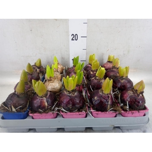 Hyacinthus orie.   ...mix 4