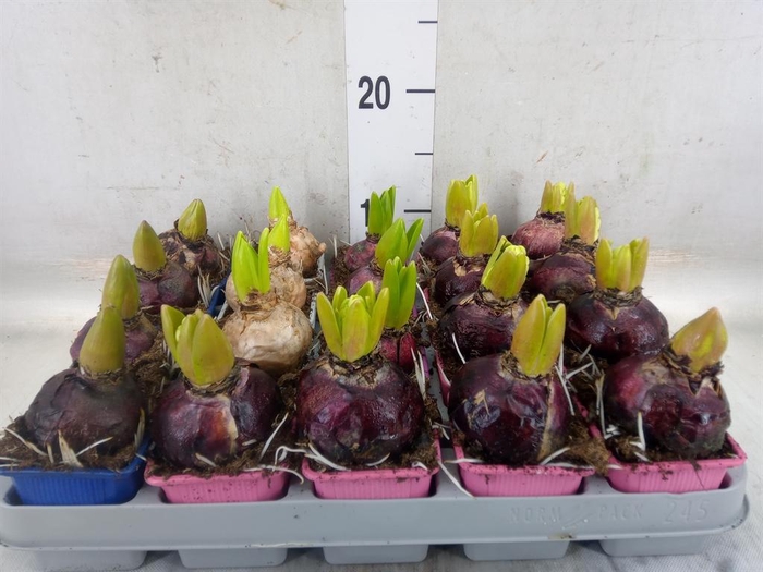 <h4>Hyacinthus orie.   ...mix 4</h4>