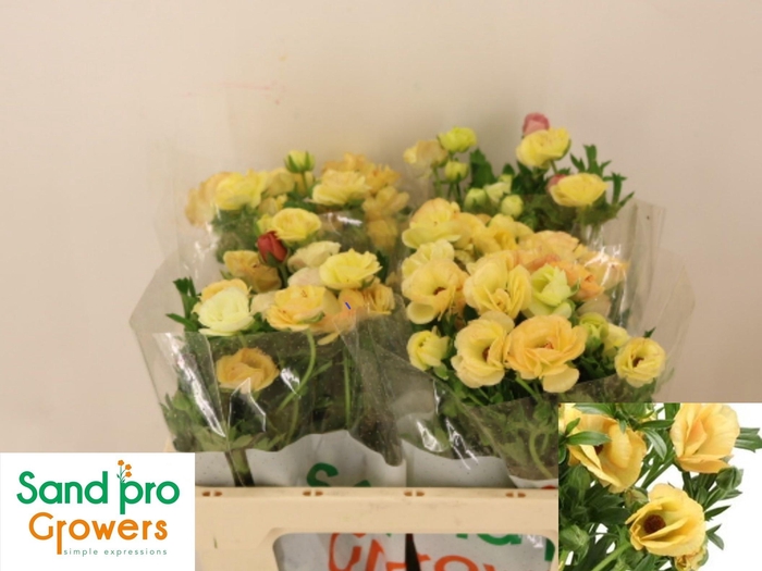 <h4>RAN CO MAG CARAMEL</h4>