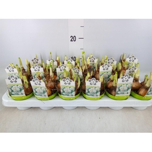 Narcissus DU 'Bridal Crown'